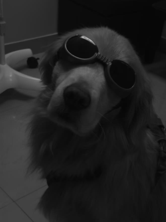 Golden retriever wearing protective goggles during a wellness session