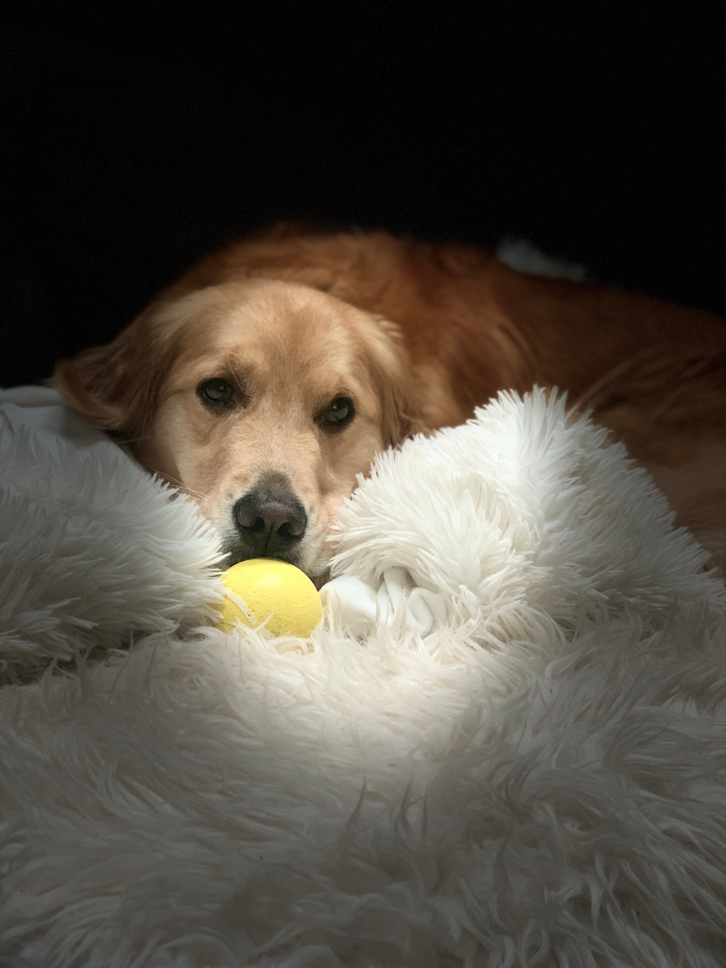 Golden retriever resting on a soft white blanket with a yellow ball